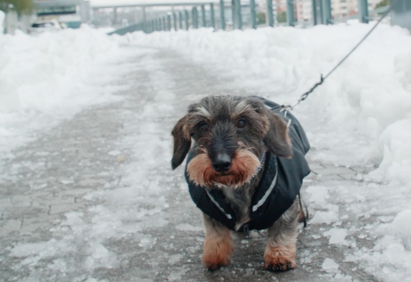 En liten mörkbrun hund, en tax, står på en snöig gångväg och tittar in i kameran.