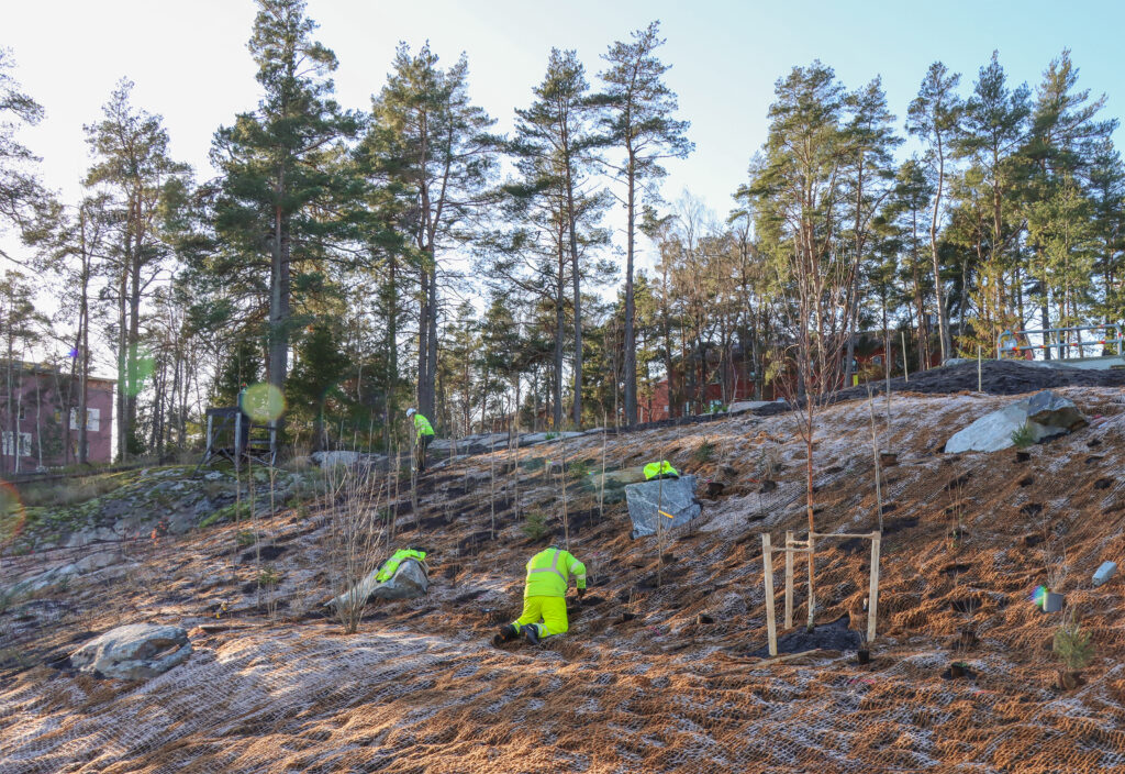 Arbetare planterar träd.